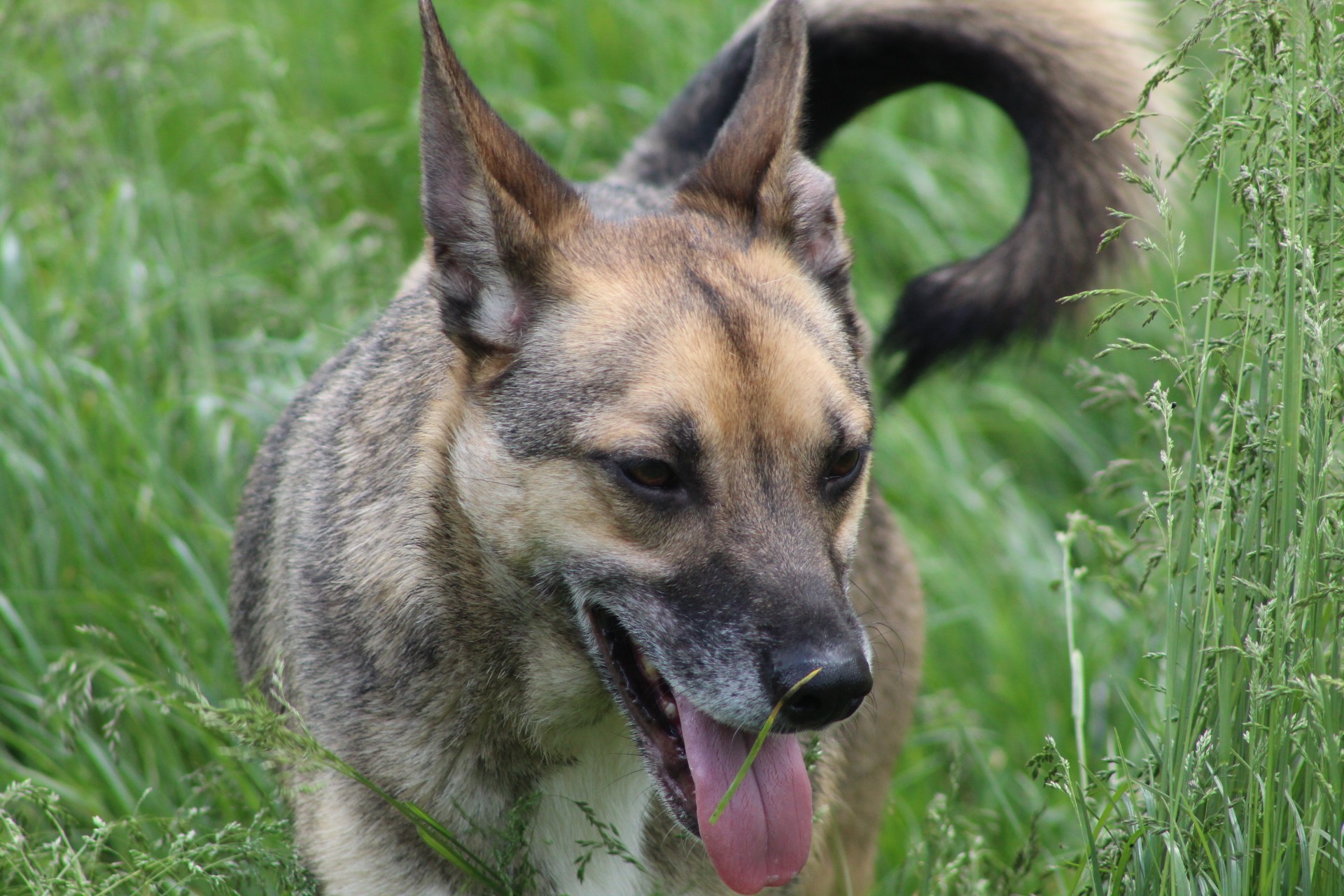 Dino, câine mascul de talie medie