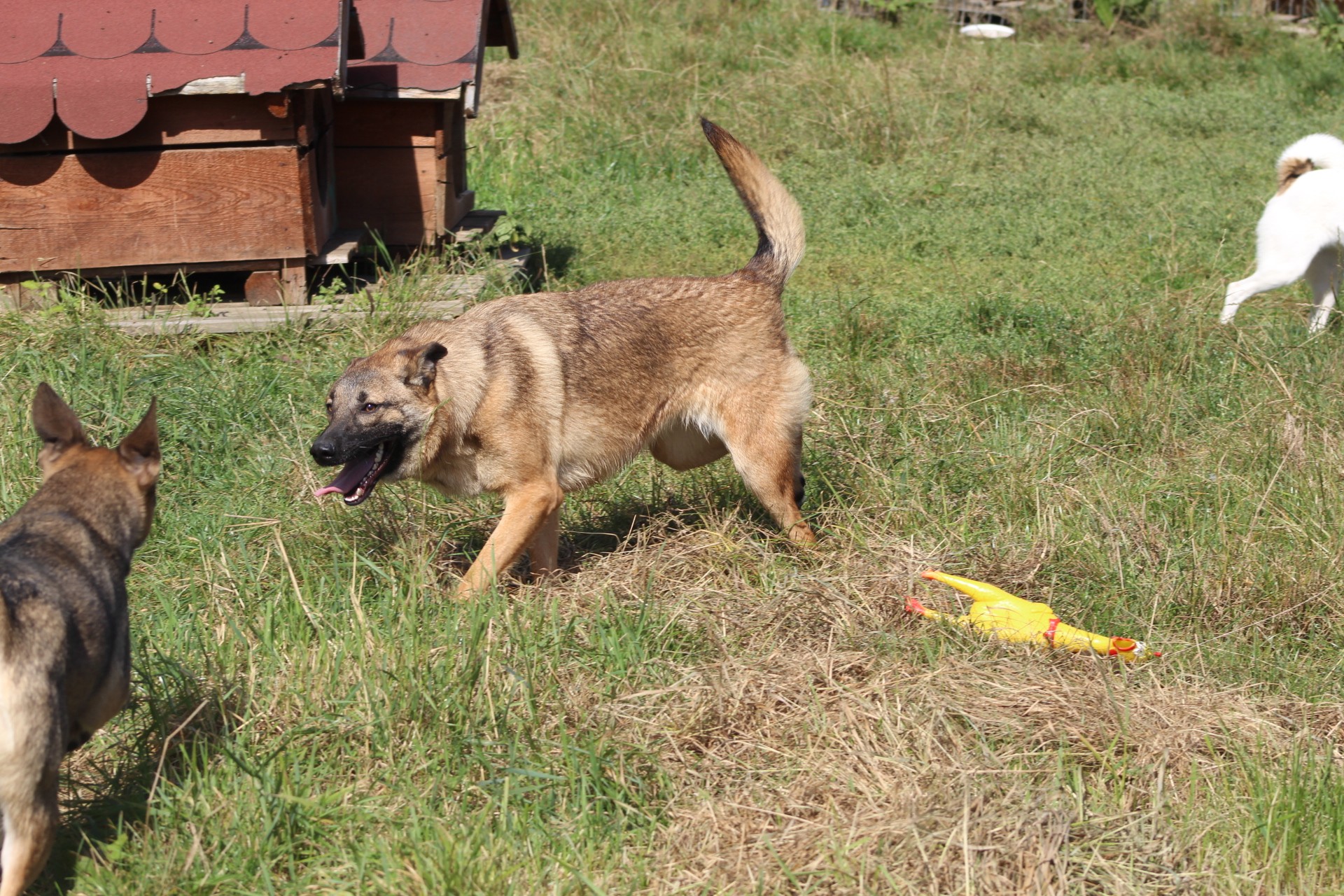 Doinita Casa lui Patrocle 2