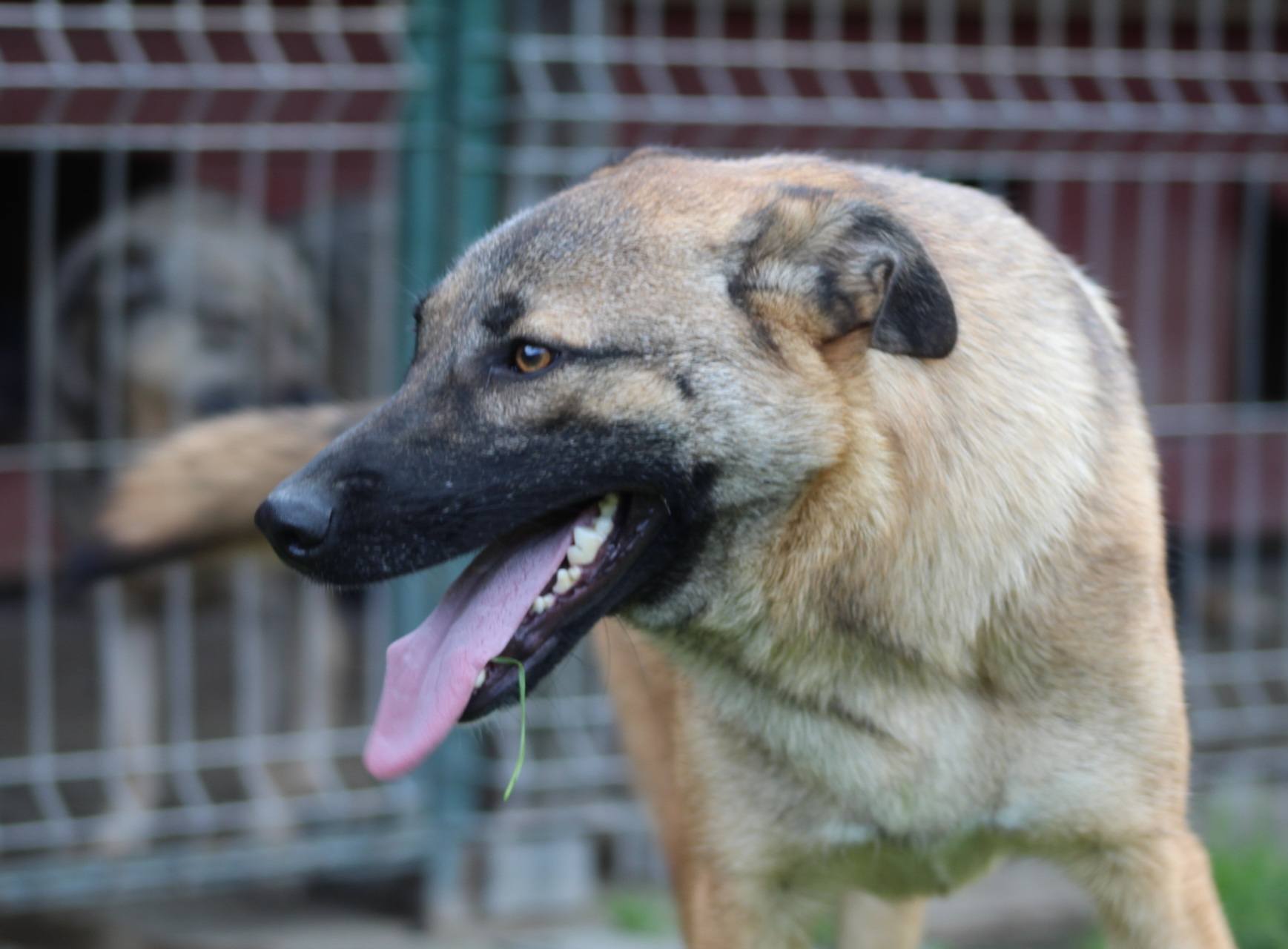 Doinita Casa lui Patrocle 5