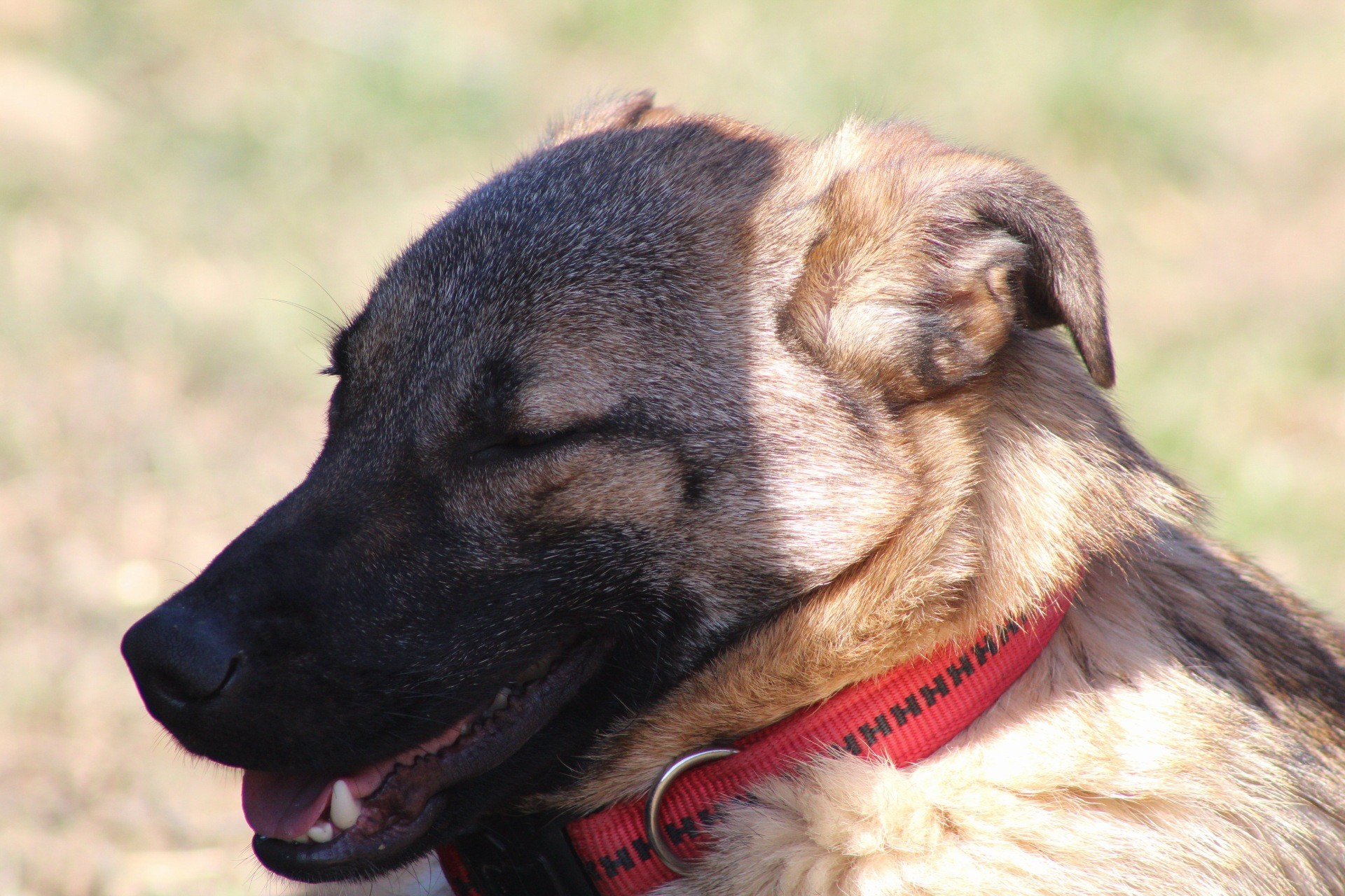 Doinita Casa lui Patrocle 8