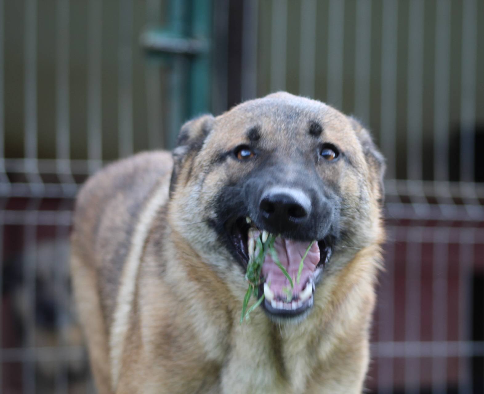 Doinita, câine femelă de talie mare