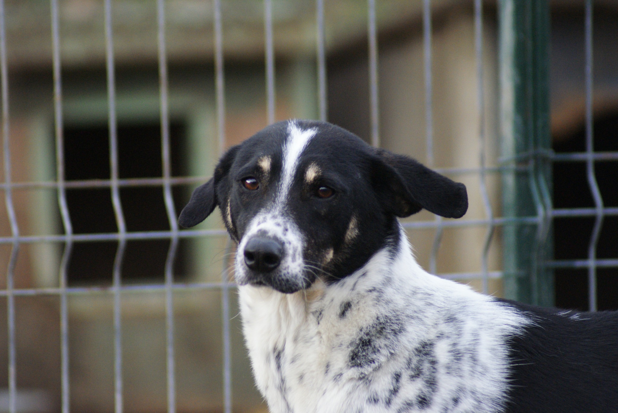 Donny Casa lui Patrocle 6