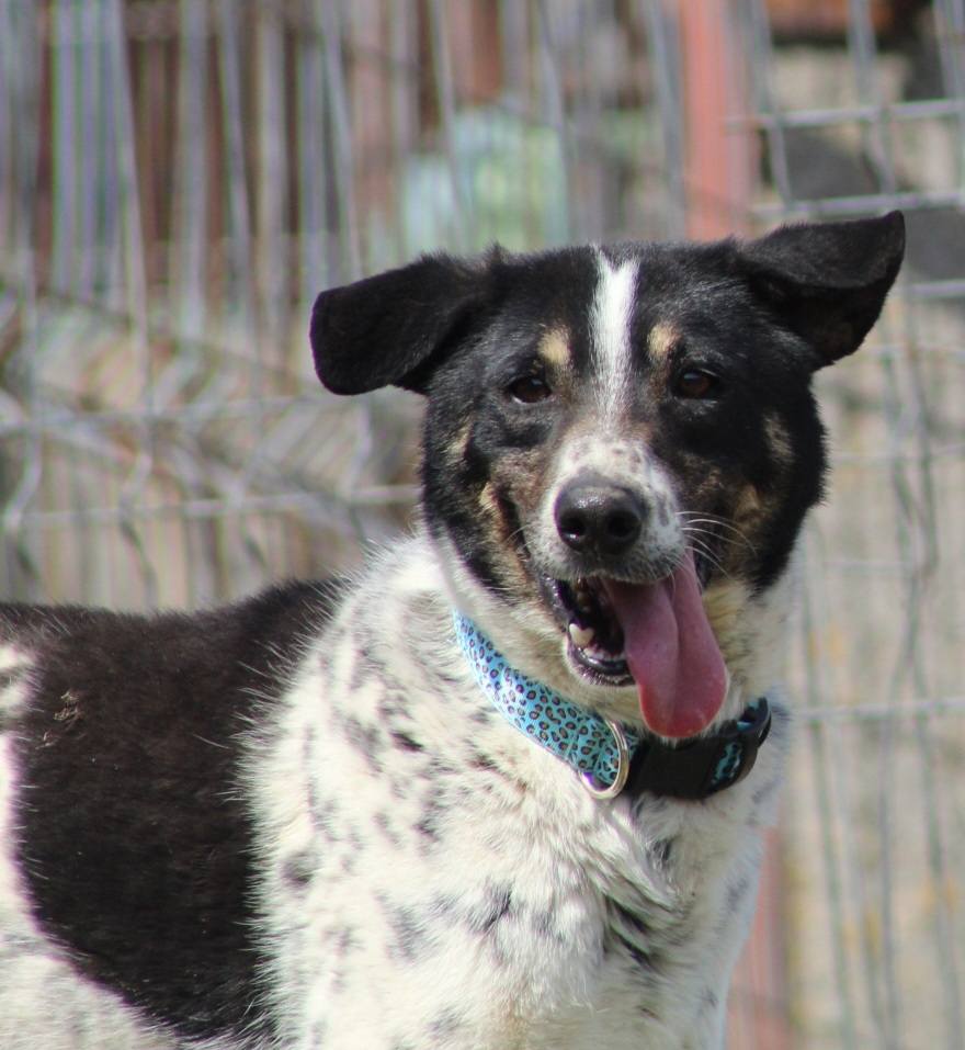 Donny, câine mascul de talie medie