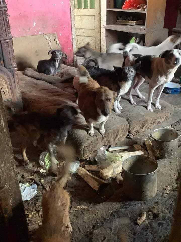 Dopey Casa lui Patrocle 3