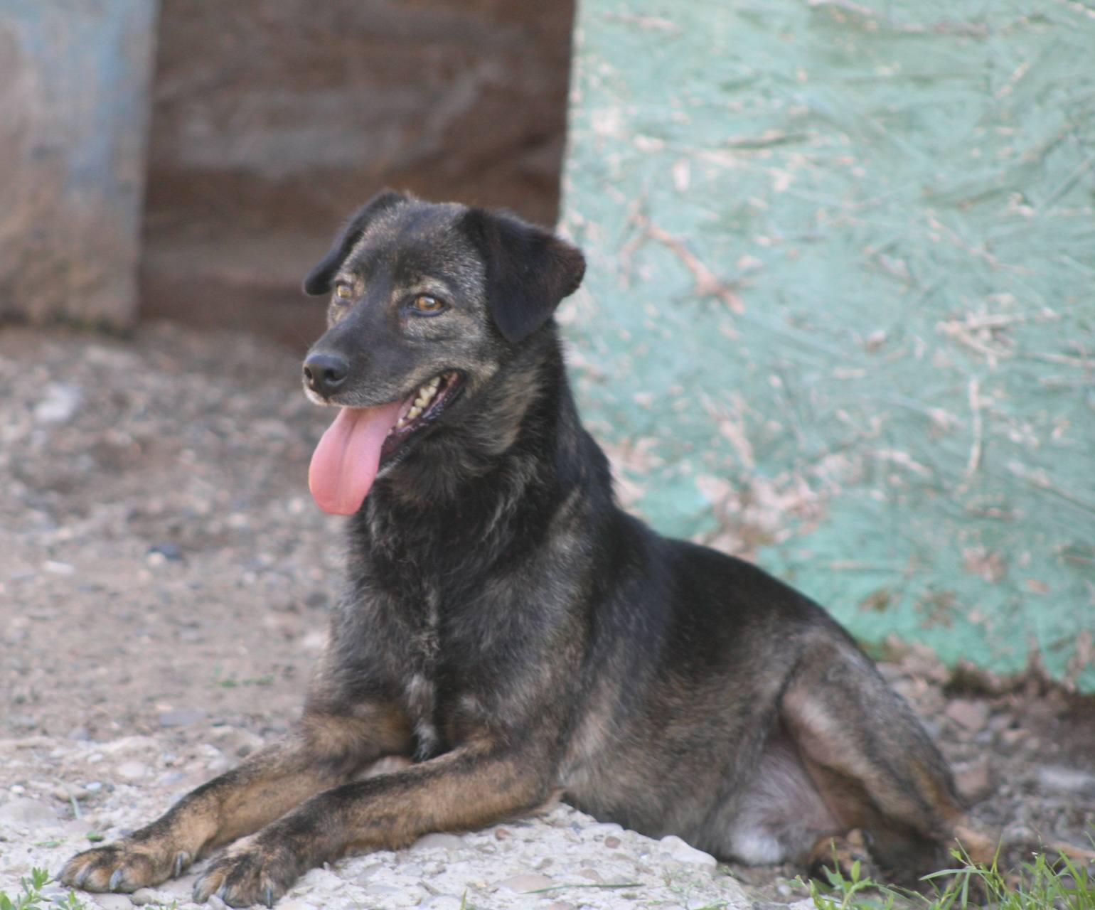 Dopey Casa lui Patrocle 5