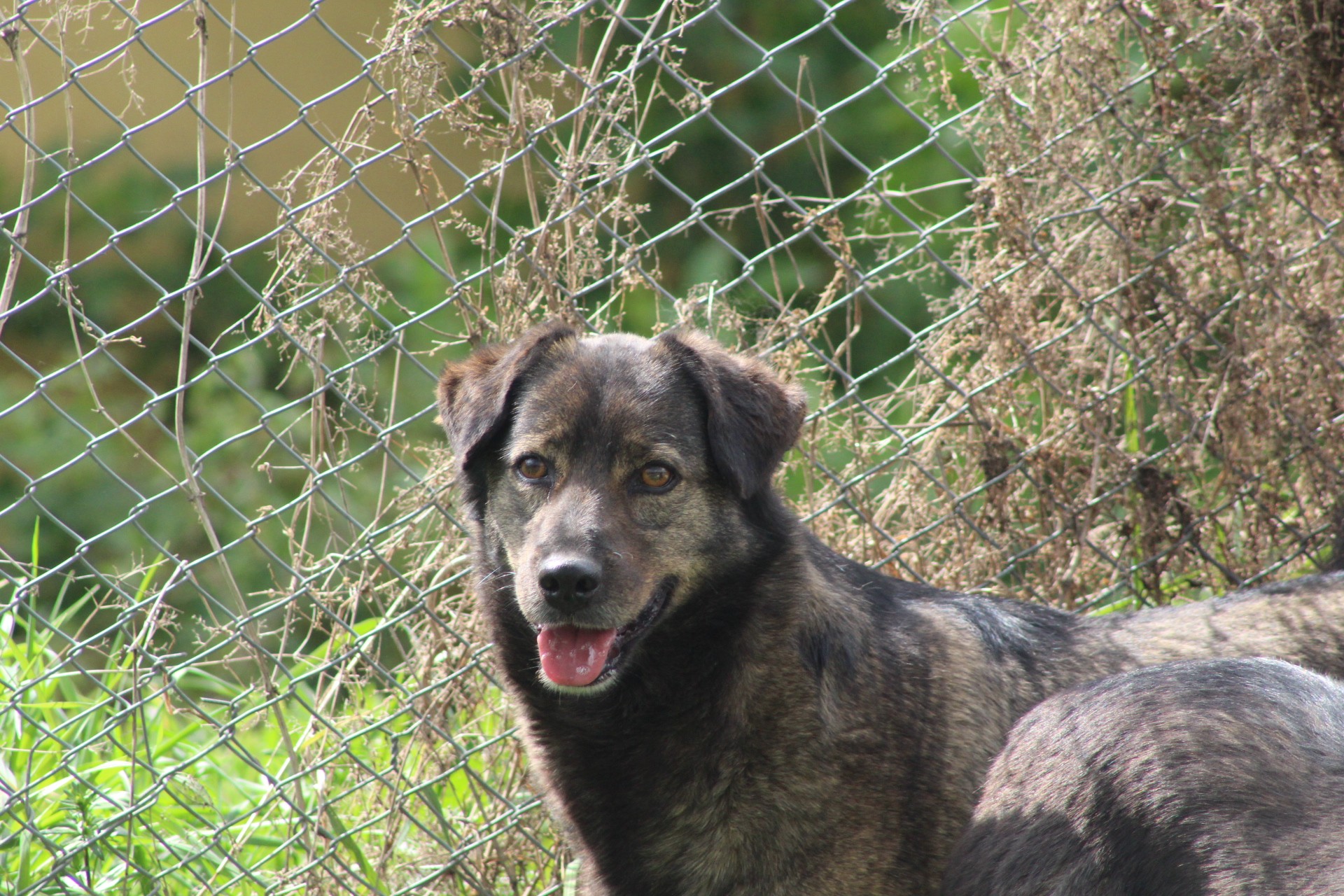 Dopey Casa lui Patrocle 6