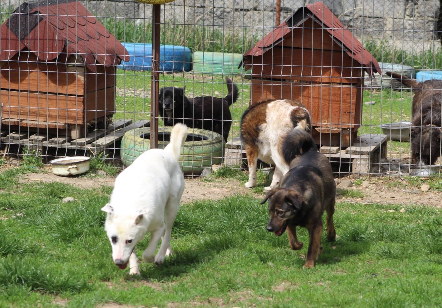 Dopey Casa lui Patrocle 7