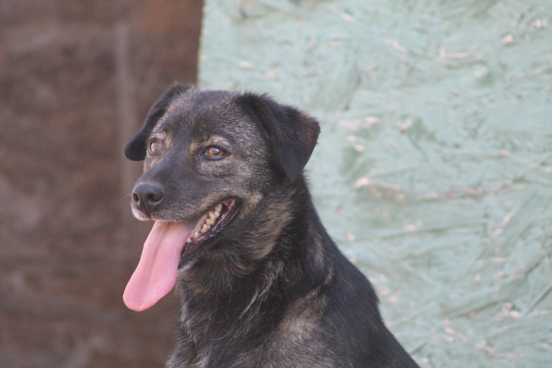 Dopey, câine mascul de talie medie