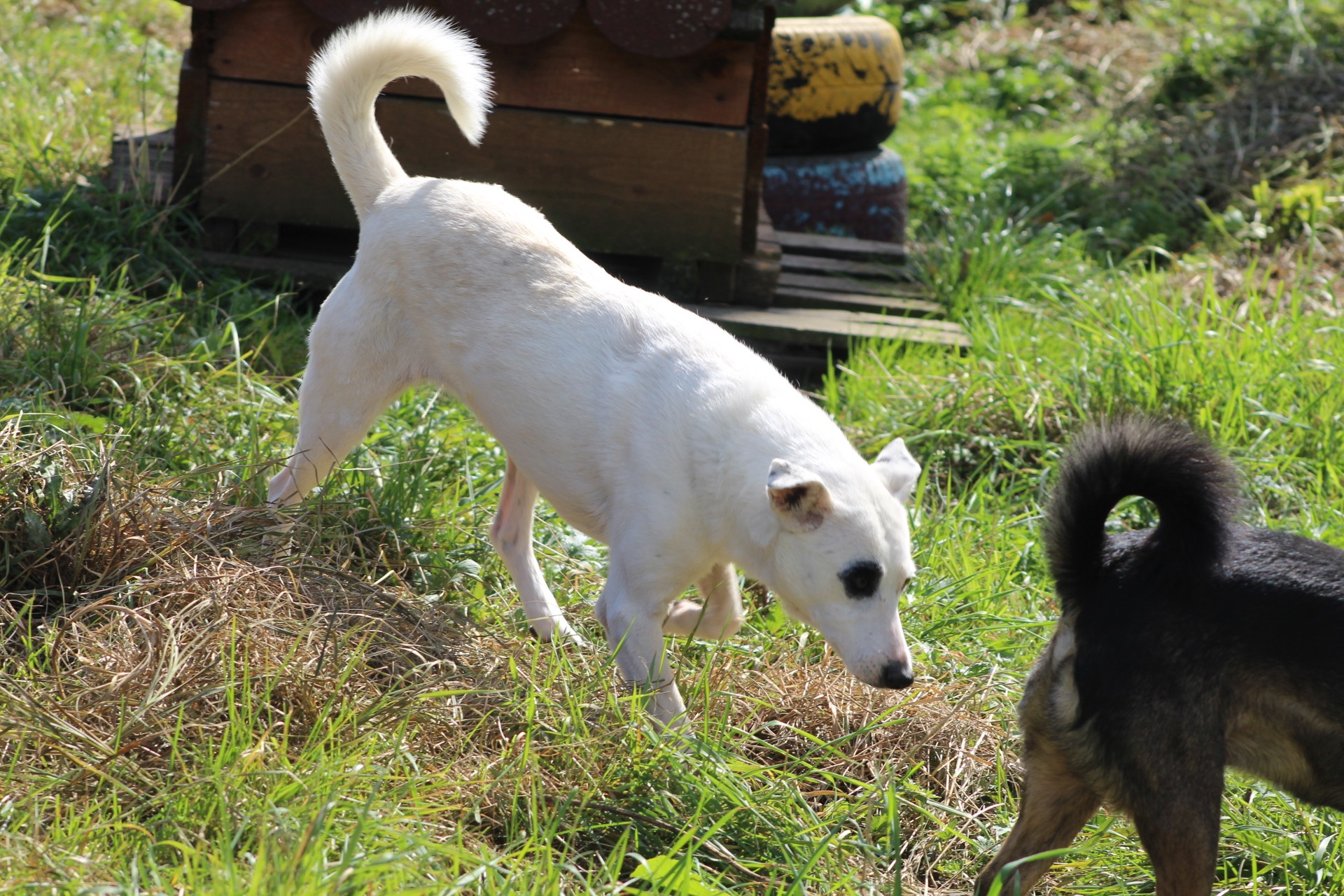 Elfi Casa lui Patrocle 2