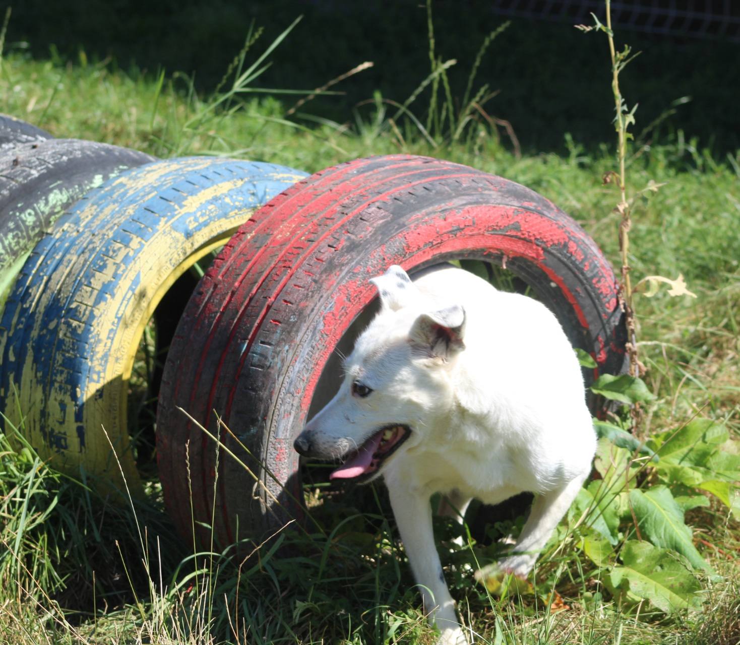 Elfi Casa lui Patrocle 3