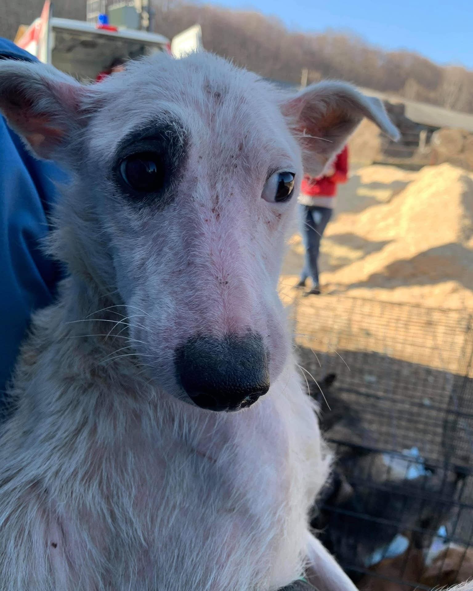 Elfi Casa lui Patrocle 4