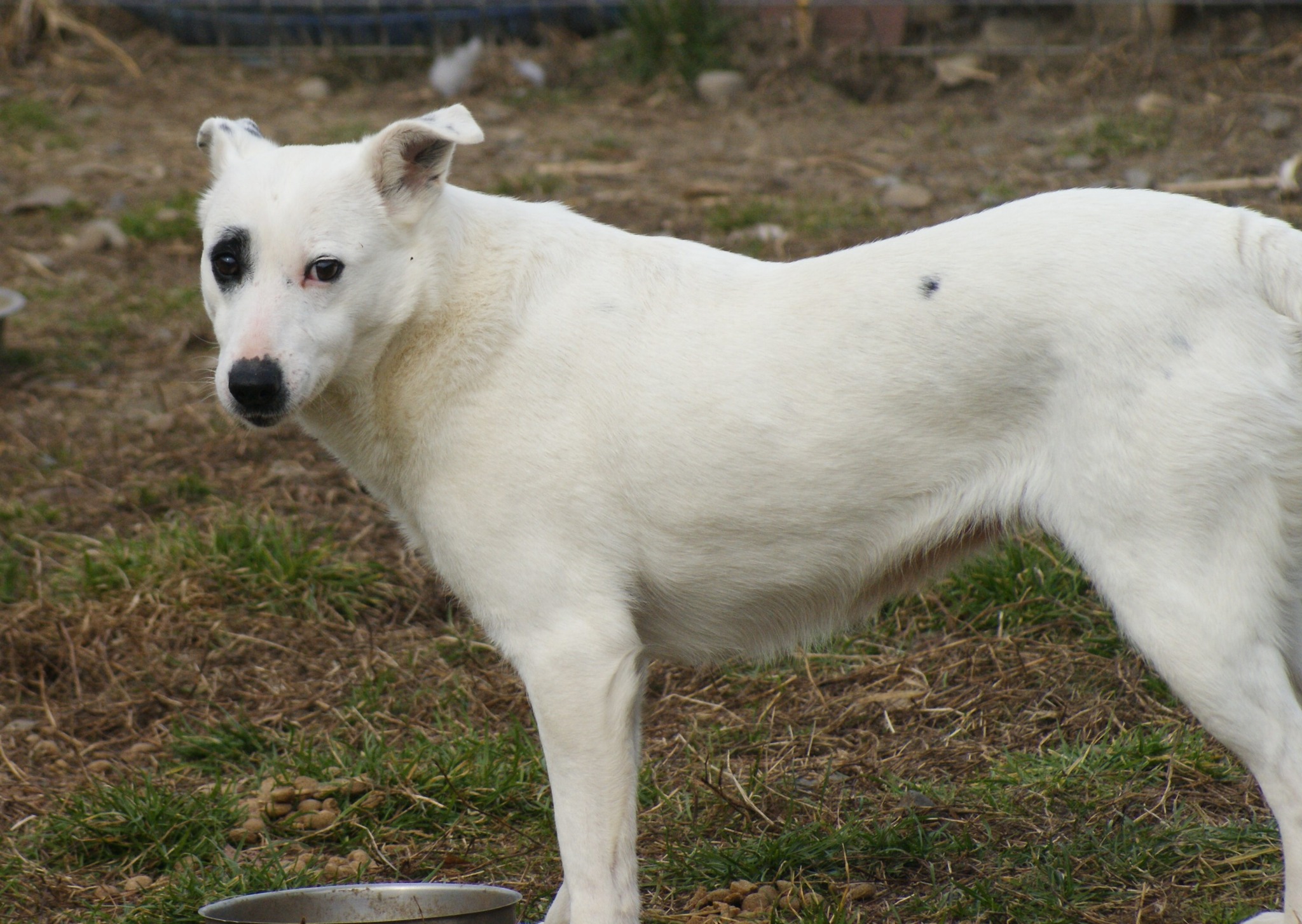 Elfi Casa lui Patrocle 5