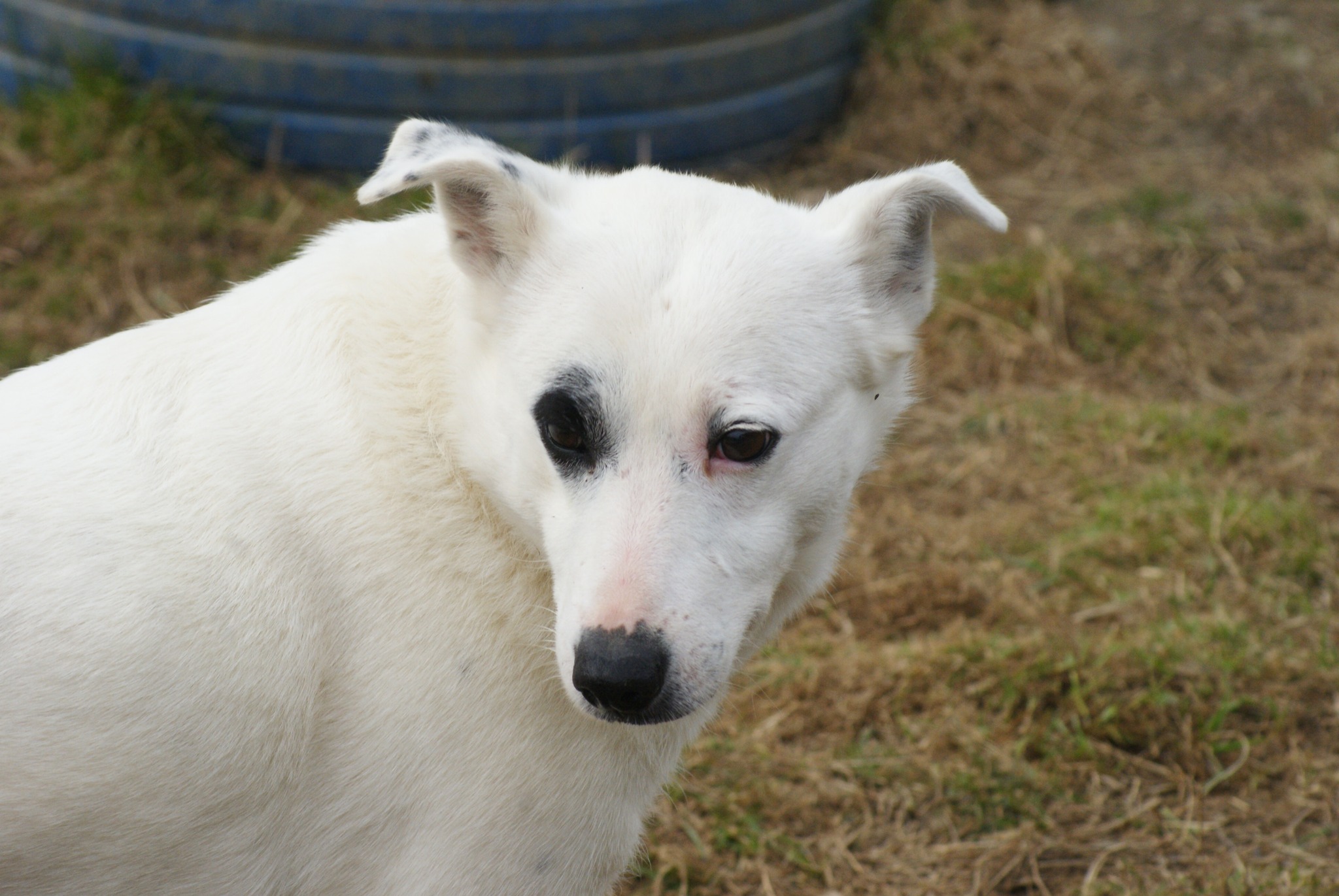 Elfi Casa lui Patrocle 6