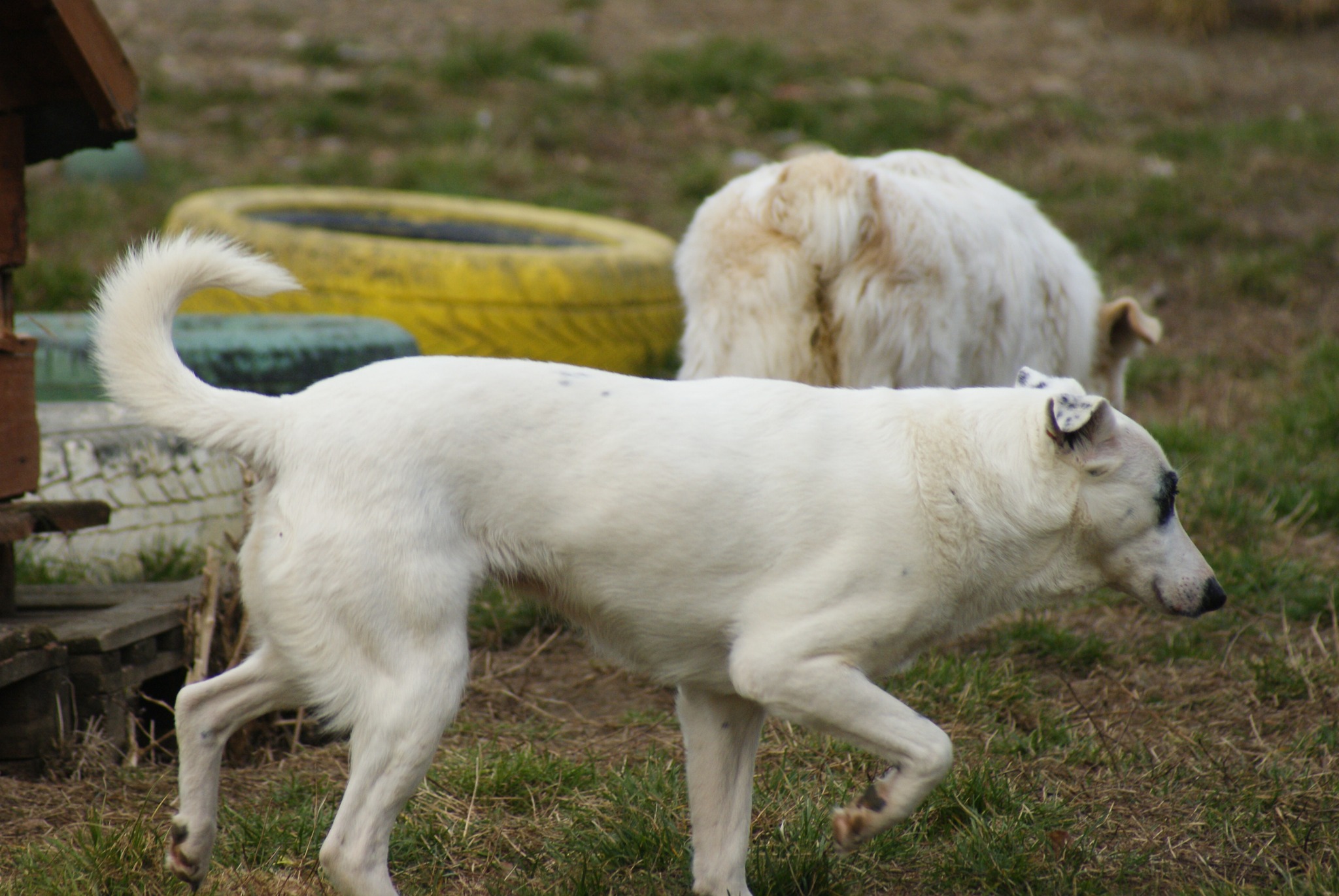 Elfi Casa lui Patrocle 7