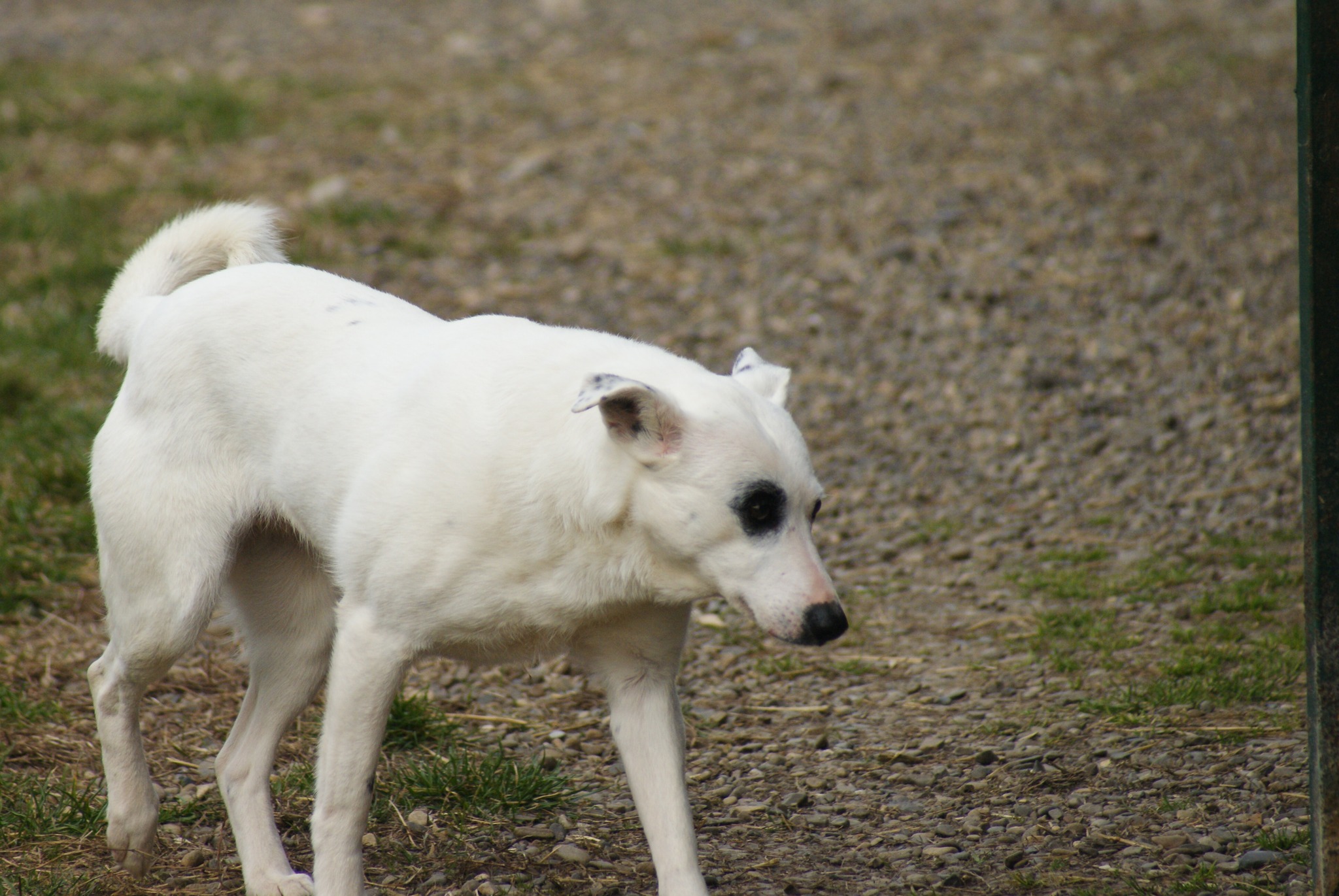 Elfi Casa lui Patrocle 8