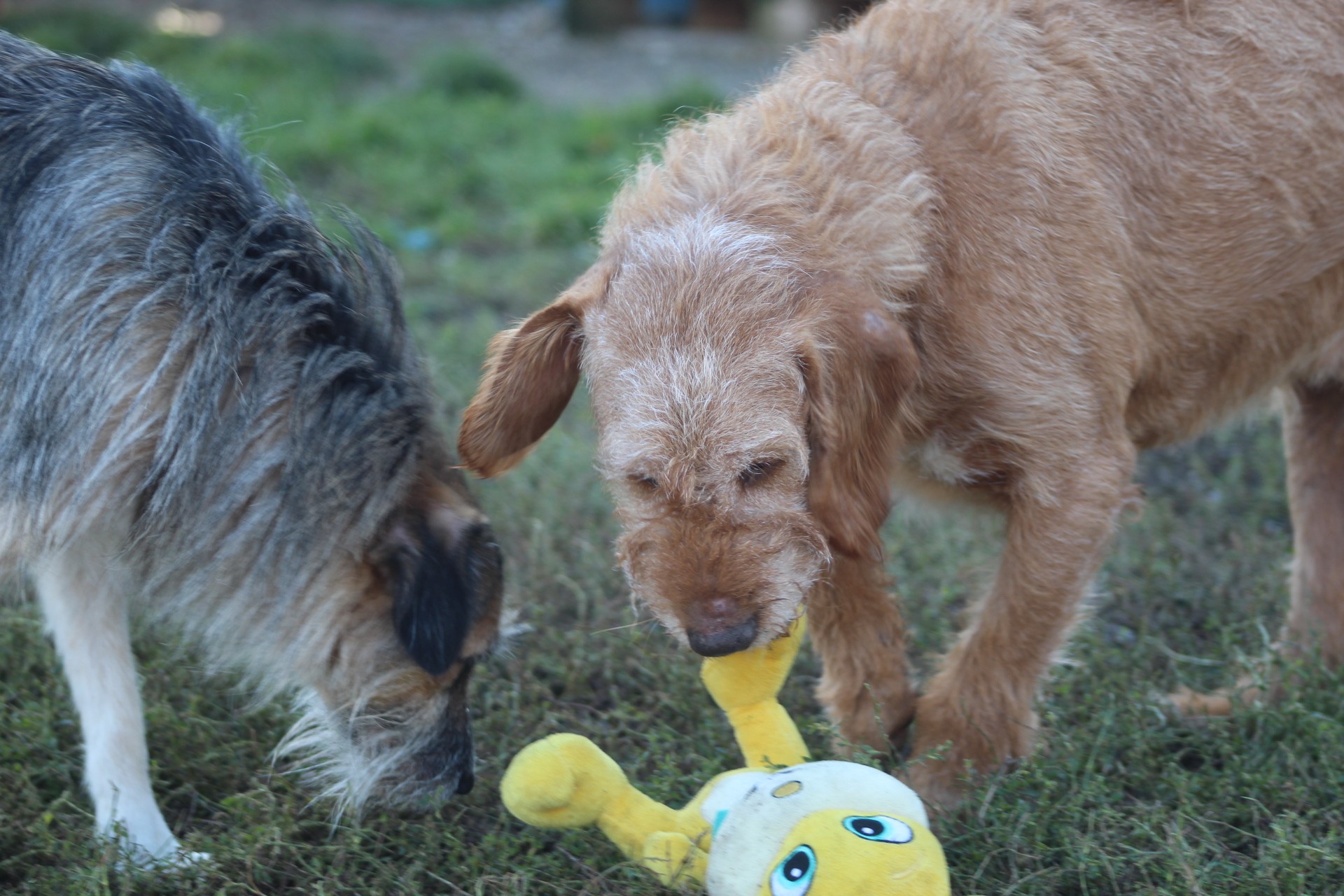 Elias Casa lui Patrocle 3