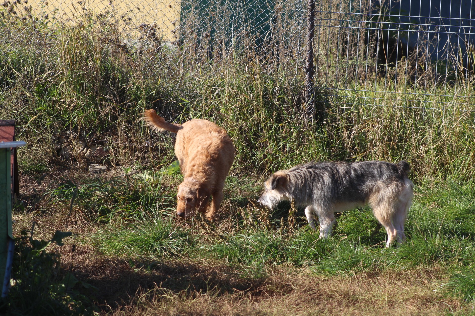 Elias Casa lui Patrocle 4