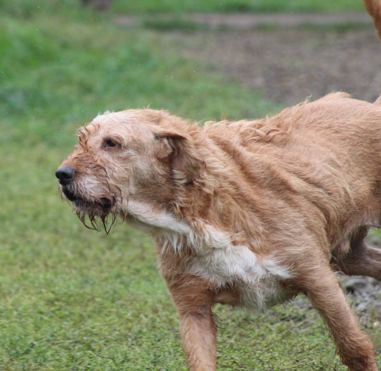 Elias Casa lui Patrocle 5