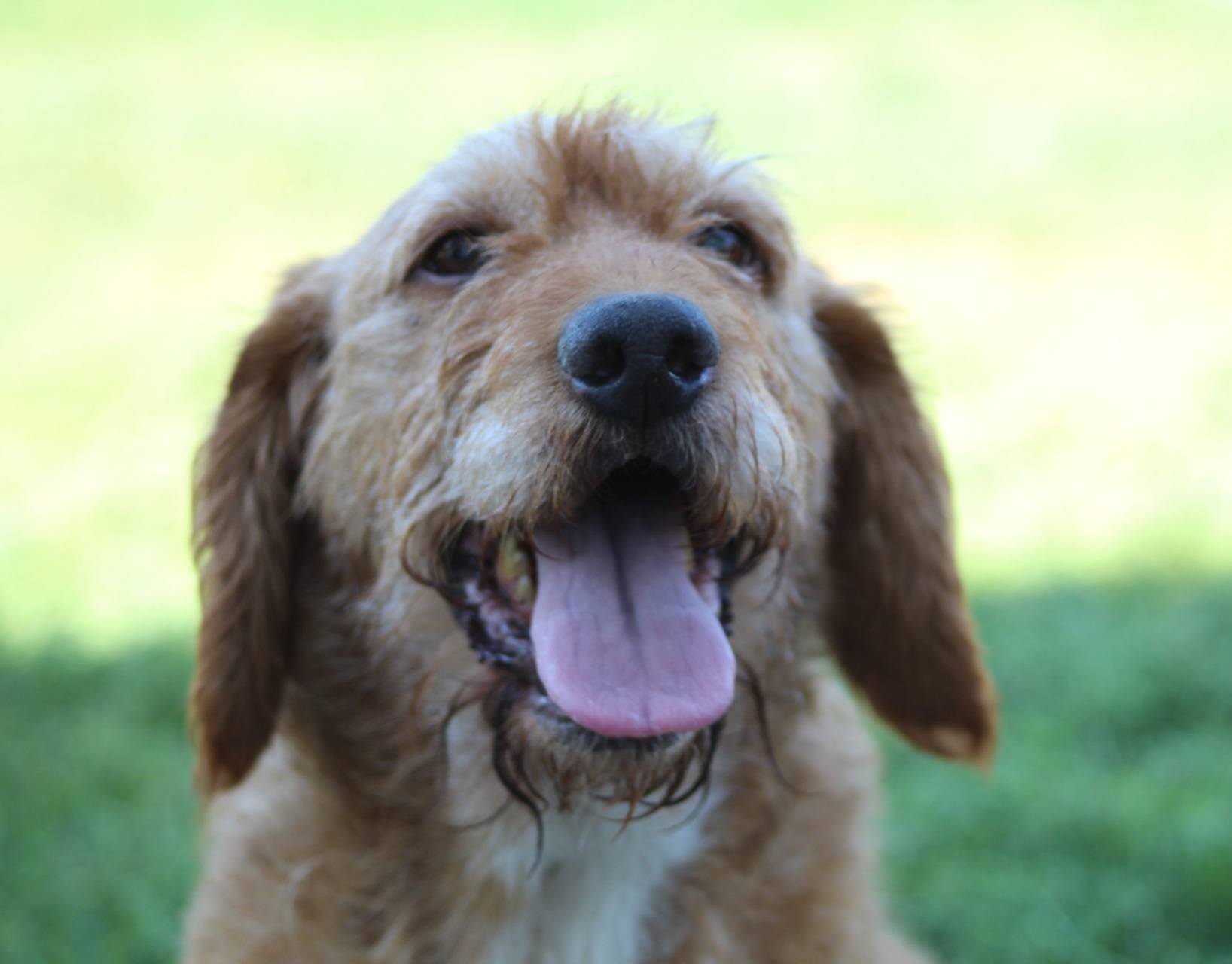 Elias, câine femelă de talie medie