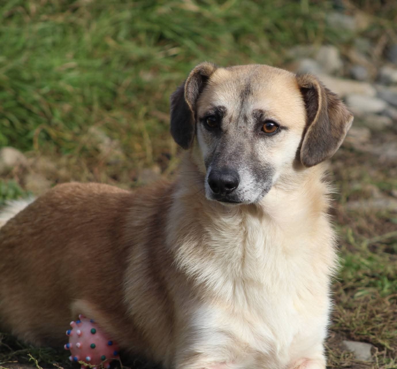 Fabio, câine mascul de talie mică