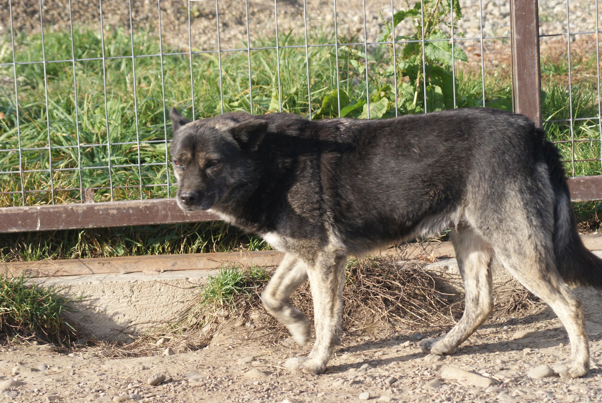 Fatomas Casa lui Patrocle 7