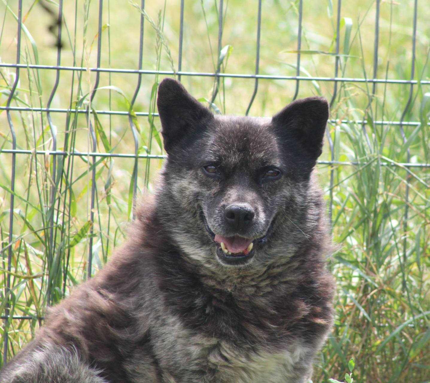 Fatomas, câine mascul de talie medie