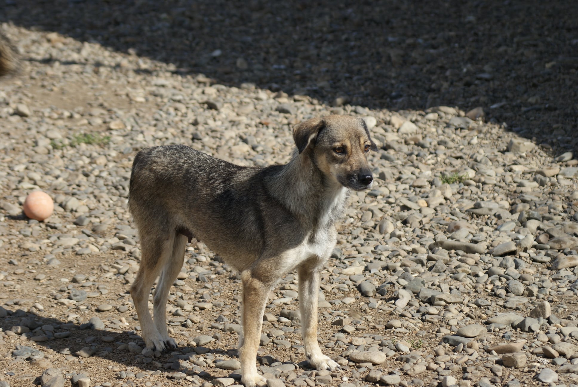 Finchen Casa lui Patrocle 3