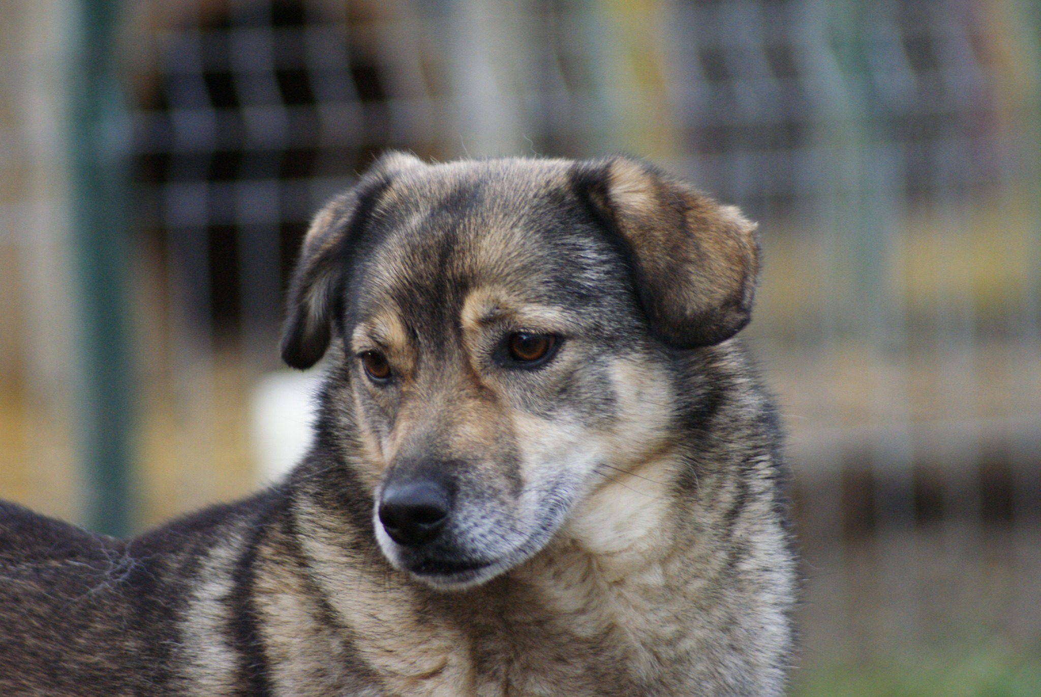 Finchen Casa lui Patrocle 4