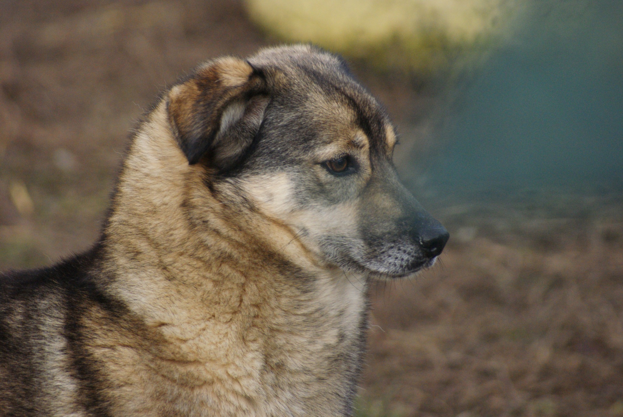 Finchen Casa lui Patrocle 5