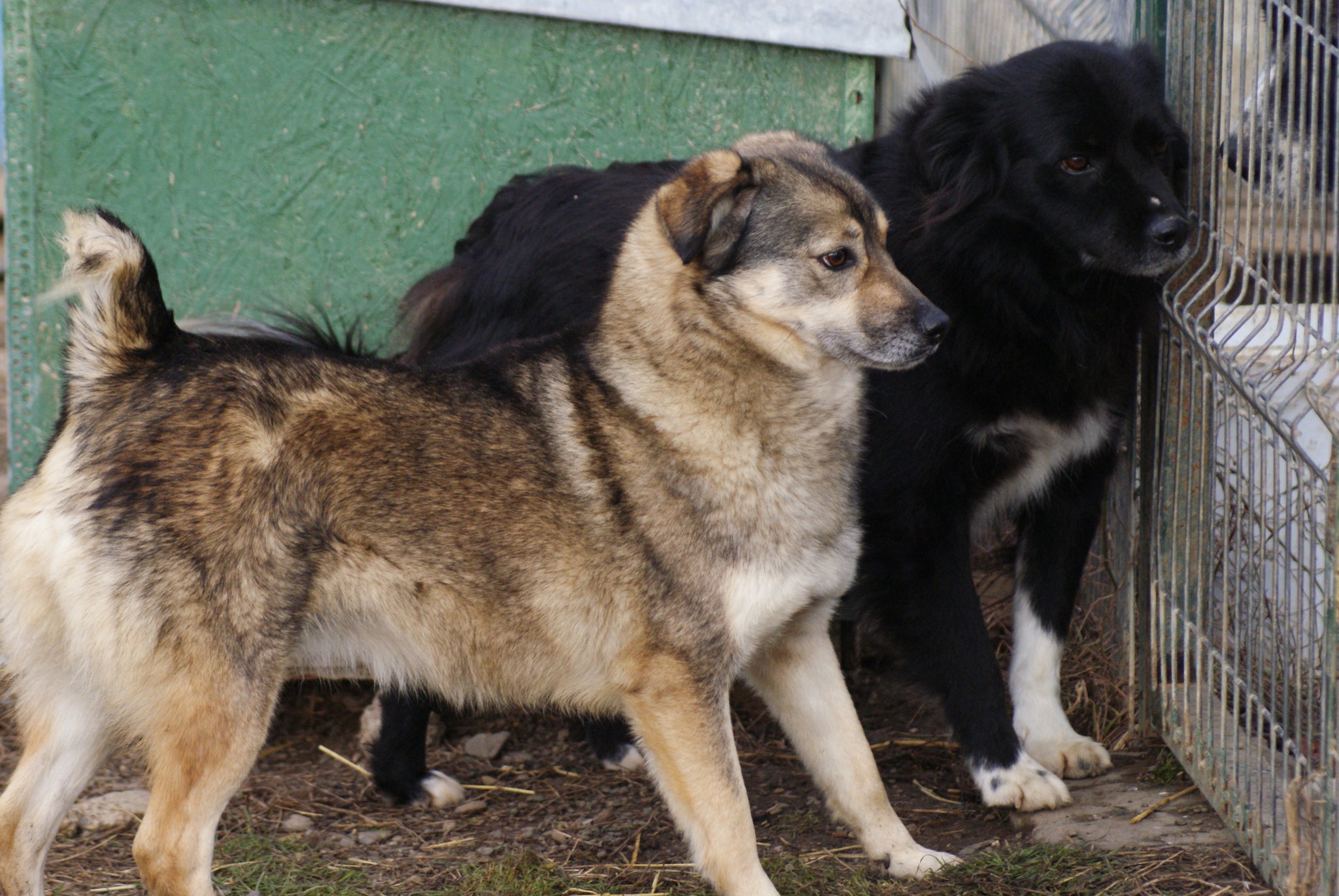 Finchen Casa lui Patrocle 6