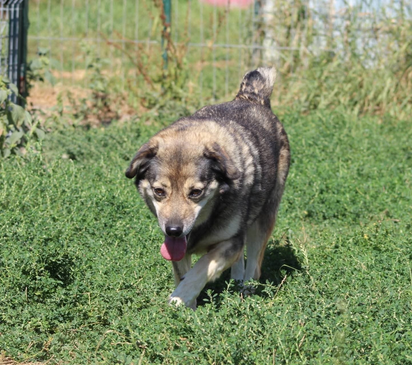 Finchen, câine femelă de talie medie