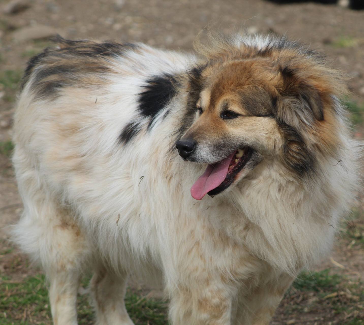 Franklin Casa lui Patrocle 2