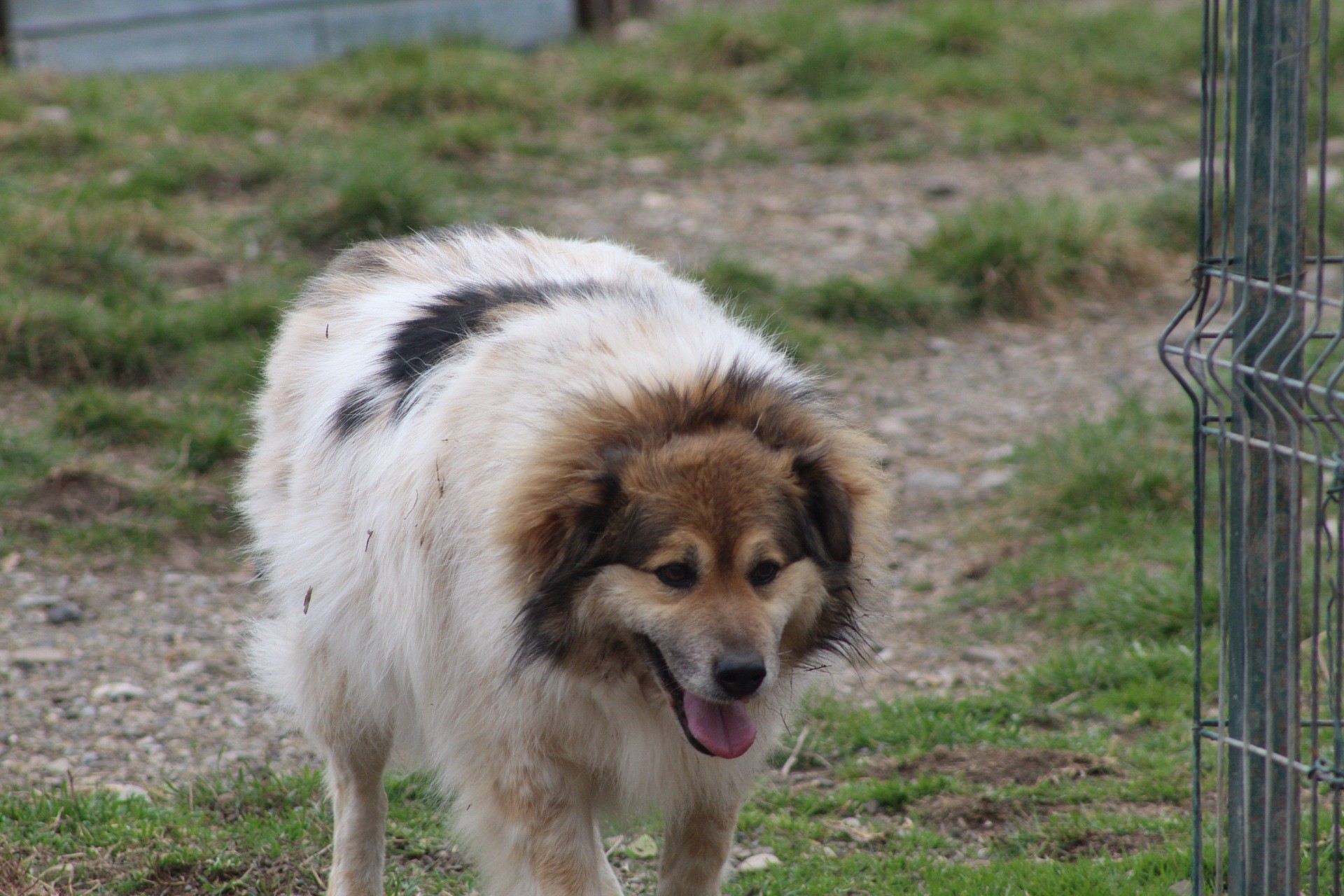 Franklin Casa lui Patrocle 3