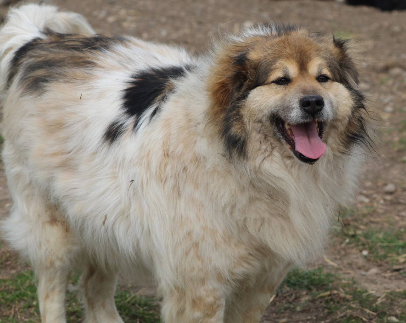 Franklin Casa lui Patrocle 5