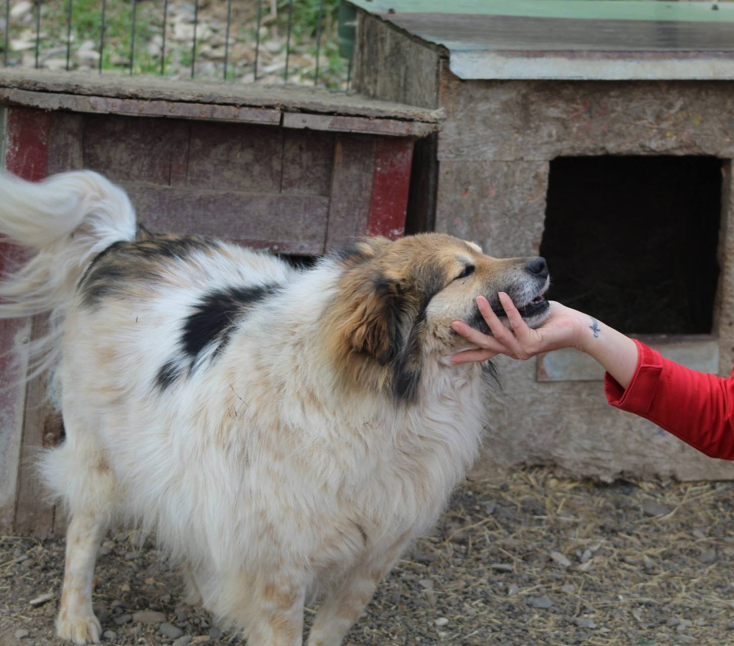 Franklin Casa lui Patrocle 6