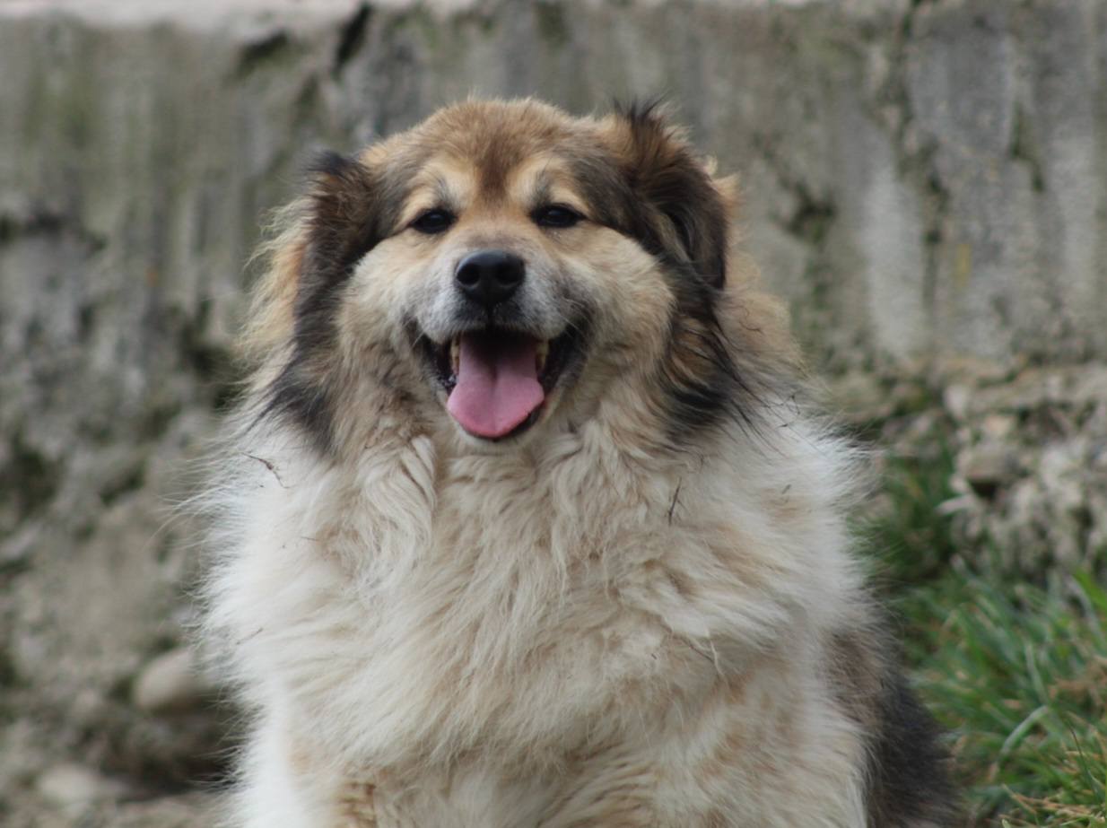 Franklin, câine mascul de talie medie