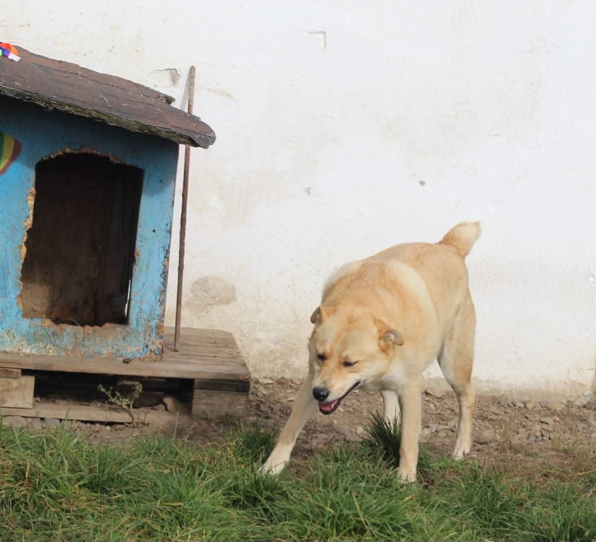 Fred Casa lui Patrocle 3