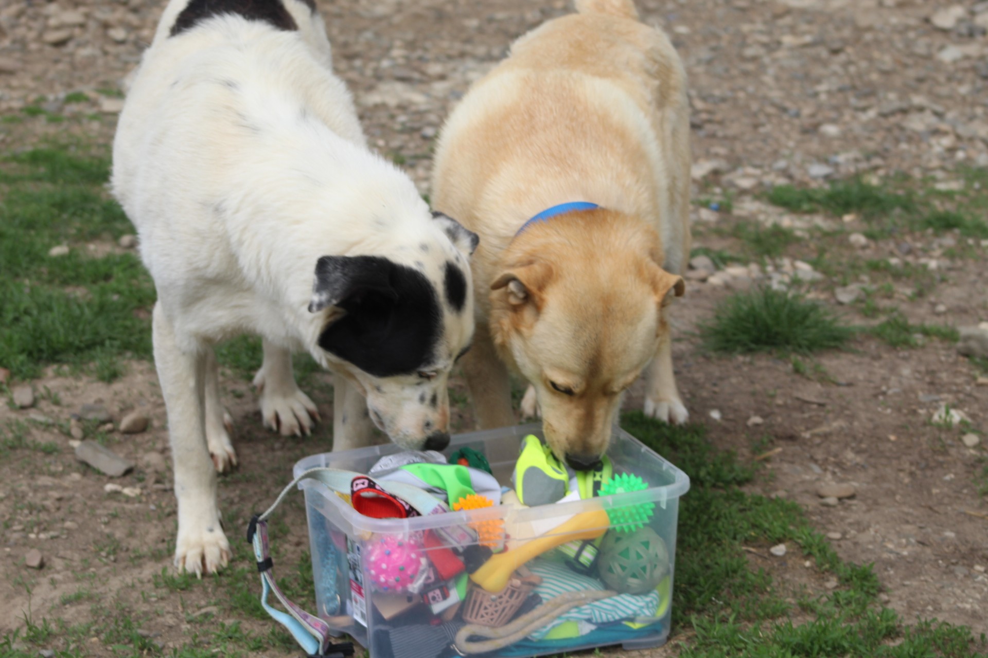 Fred Casa lui Patrocle 7