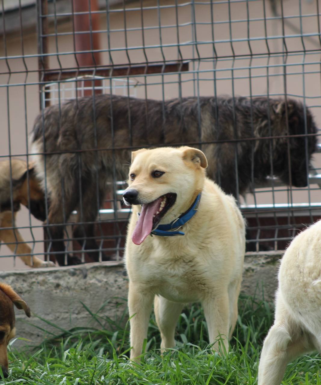 Fred Casa lui Patrocle 8