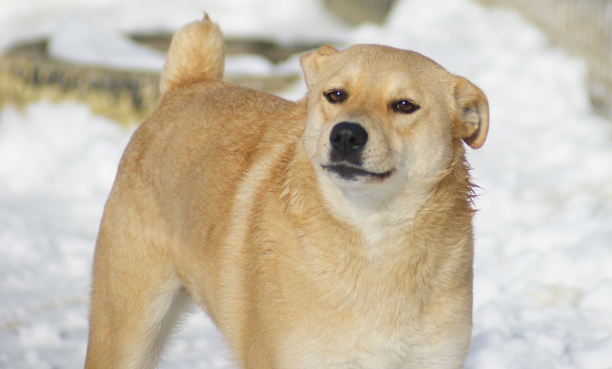 Fred, câine mascul de talie medie