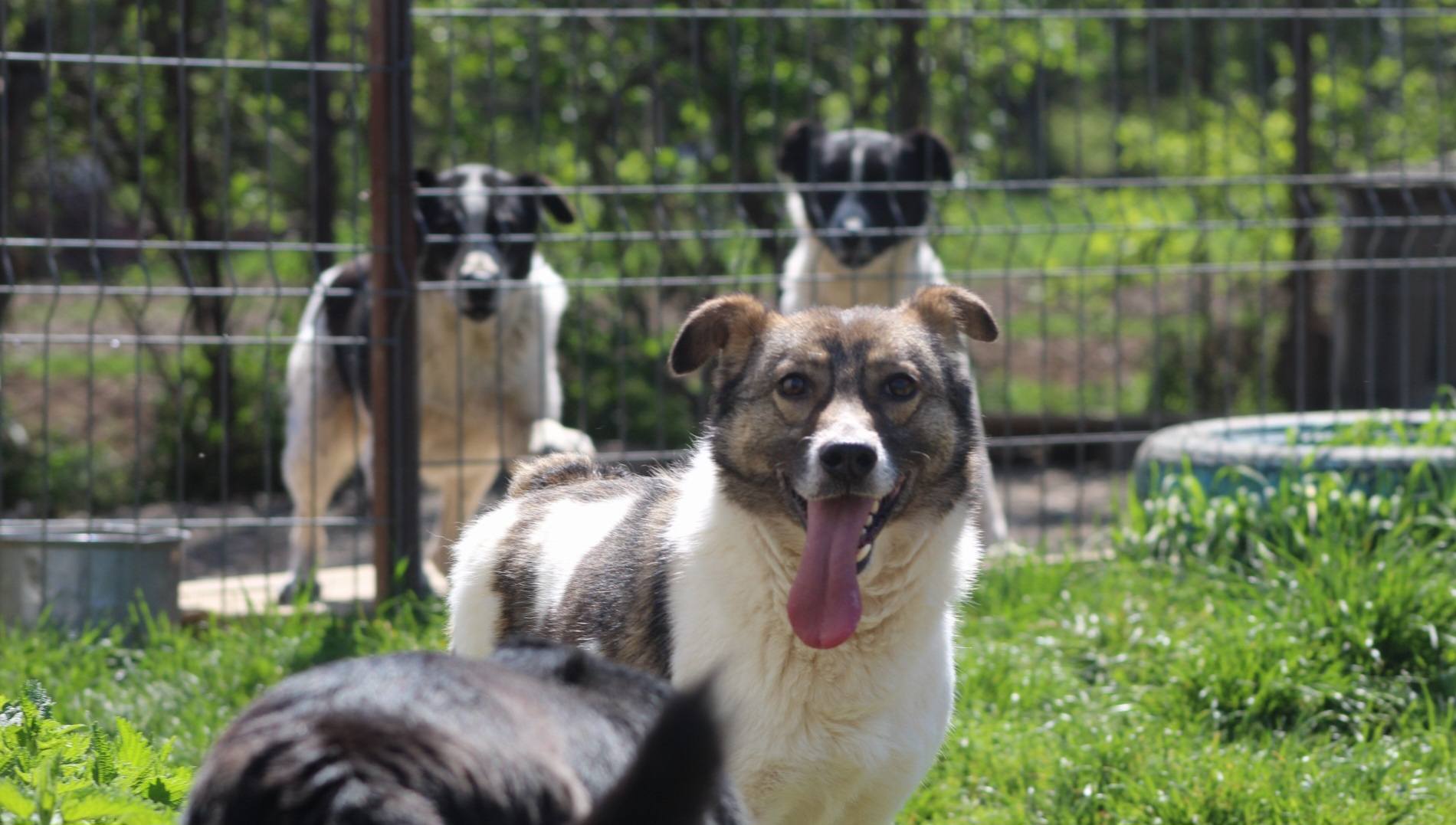 Gurita Casa lui Patrocle 3