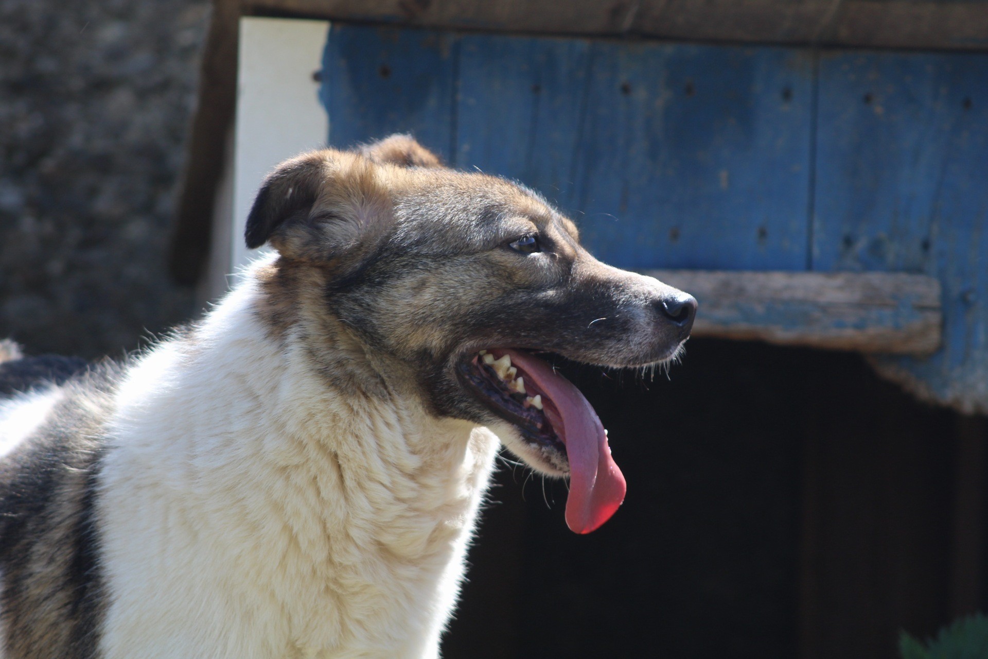 Gurita Casa lui Patrocle 5