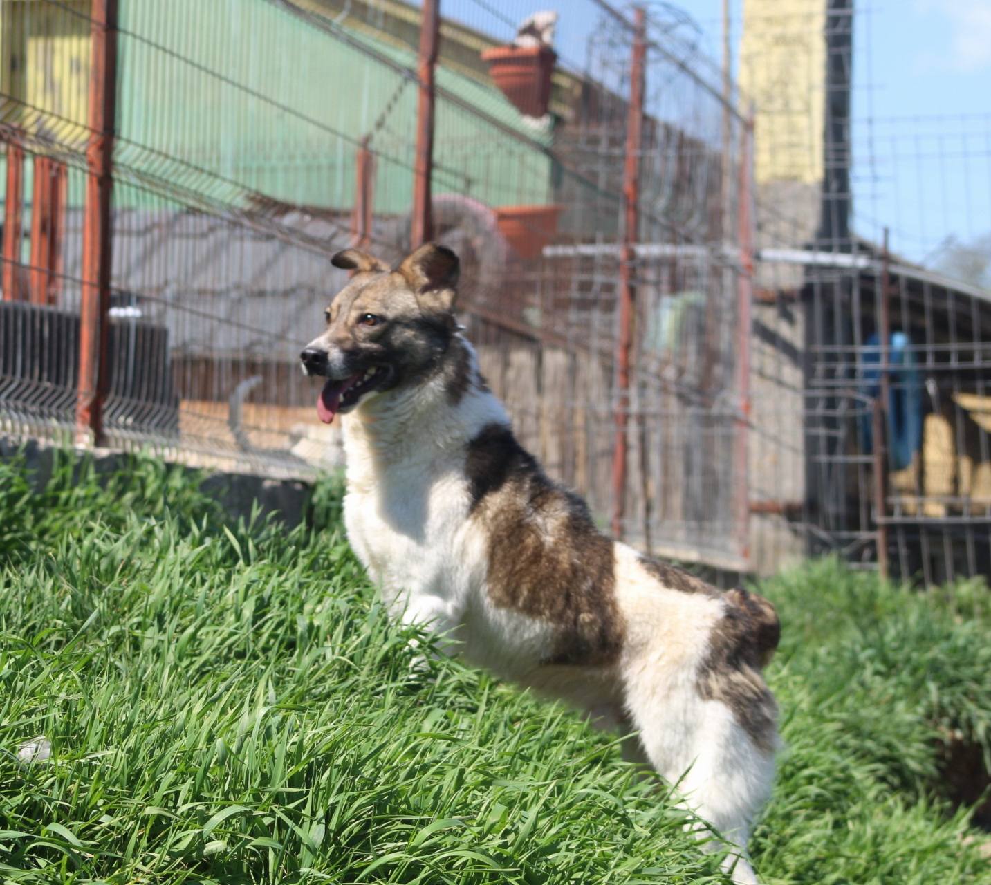 Gurita Casa lui Patrocle 6