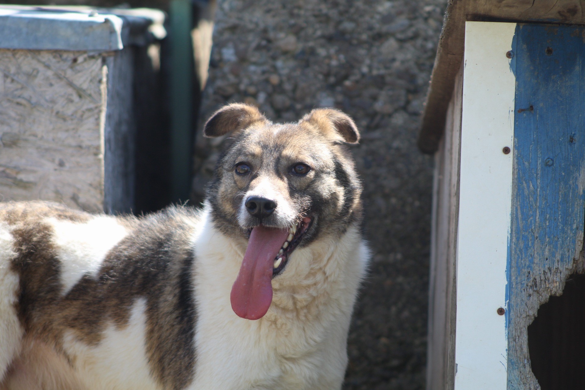 Gurita, câine mascul de talie medie