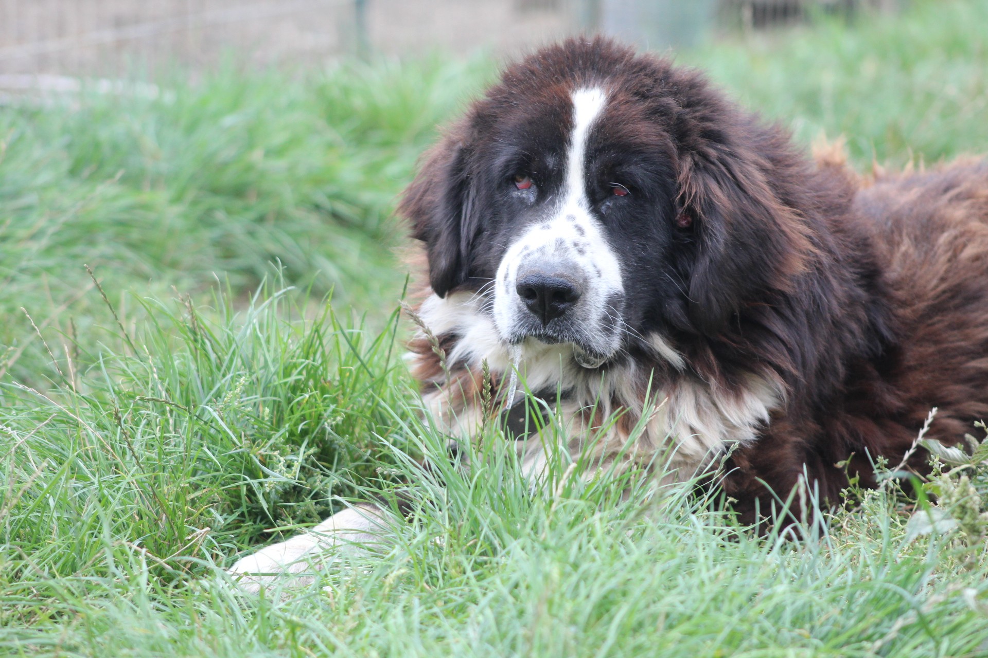 Haiduc Casa lui Patrocle 2