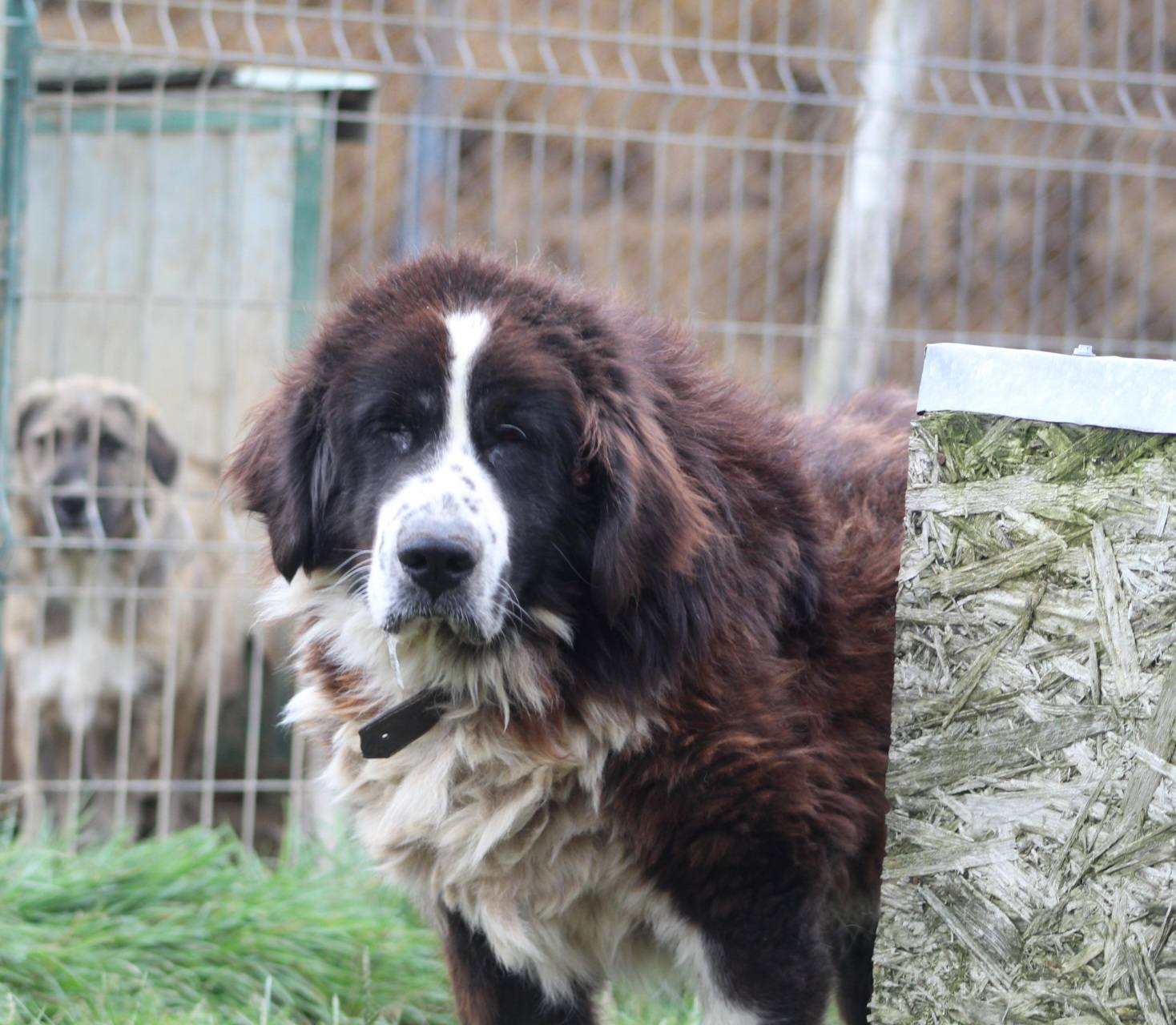 Haiduc Casa lui Patrocle 3