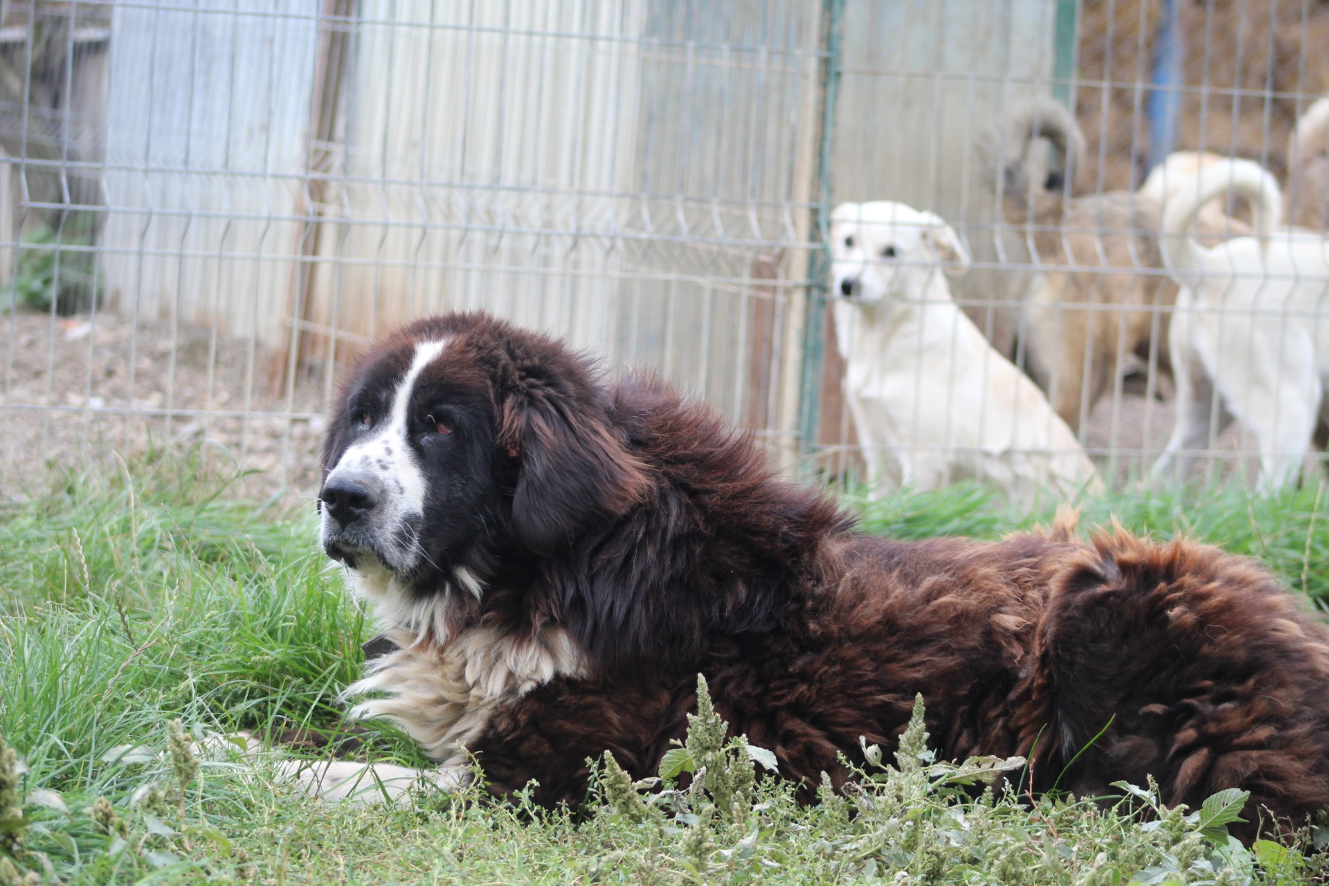 Haiduc Casa lui Patrocle 4