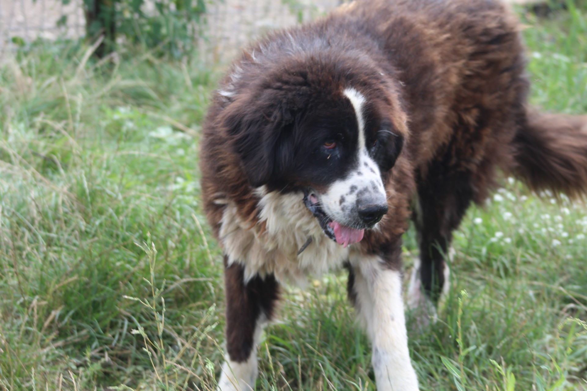 Haiduc Casa lui Patrocle 5