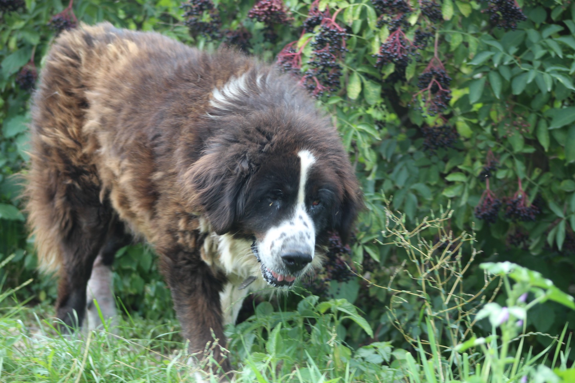 Haiduc Casa lui Patrocle 6