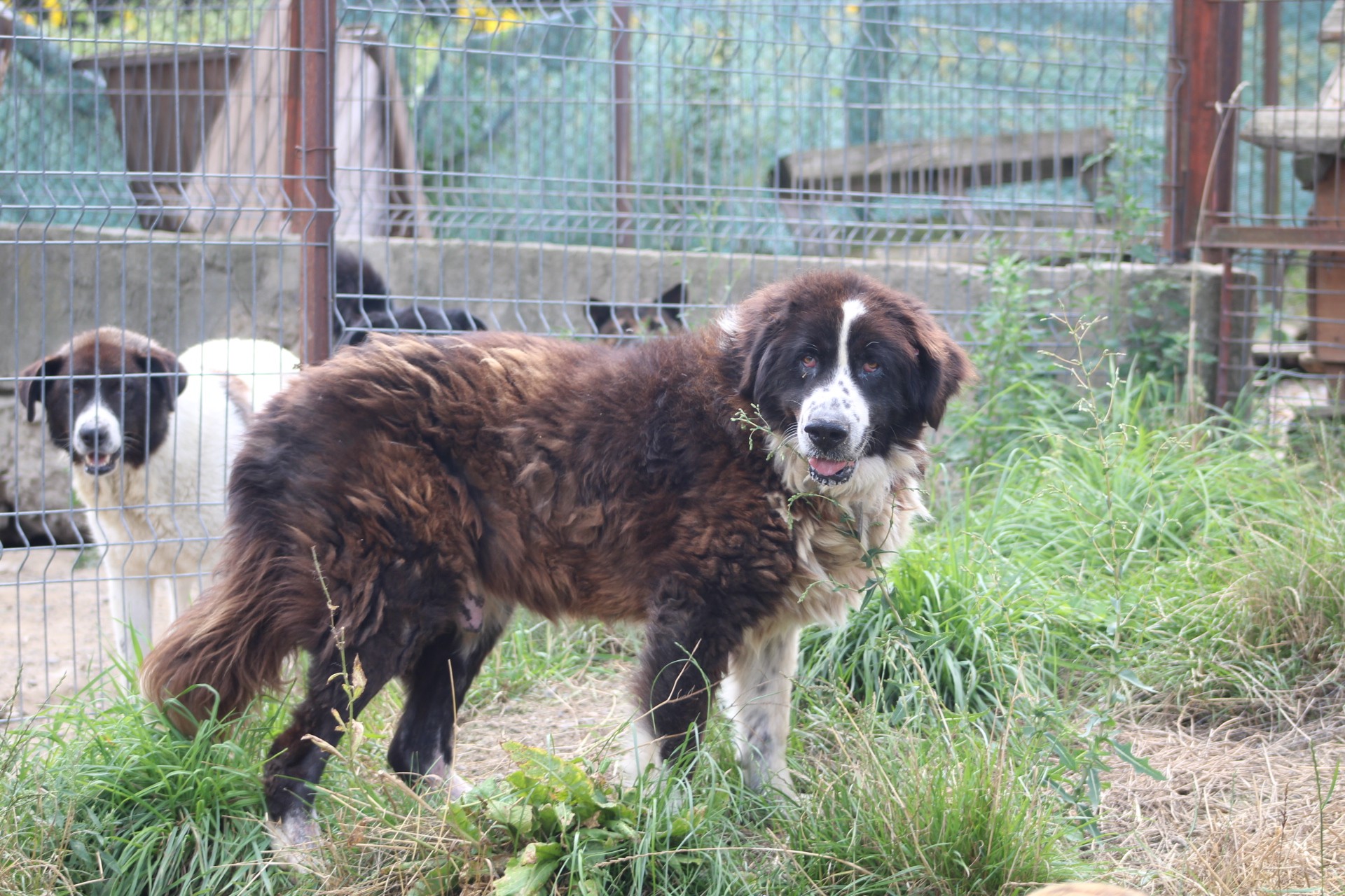 Haiduc Casa lui Patrocle 7